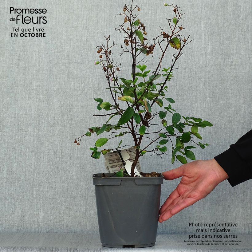 Lagerstroemia indica Camaïeu dEte Indycam - Crape Myrtle 4L/5L pot sample as delivered in autumn