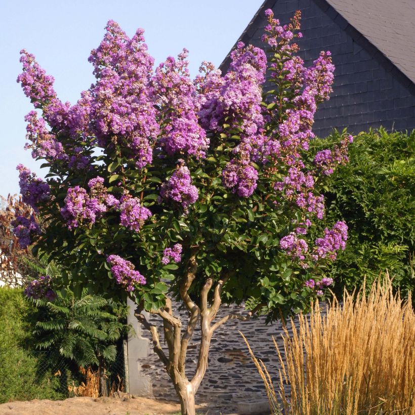 Lagerstroemia indica Lilac Grand Sud - Crape Myrtle (Plant habit)