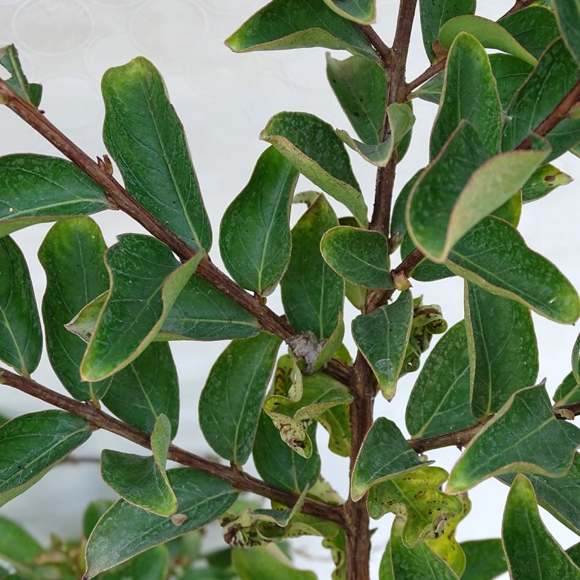 Lagerstroemia indica Lilac Grand Sud - Crape Myrtle (Foliage)