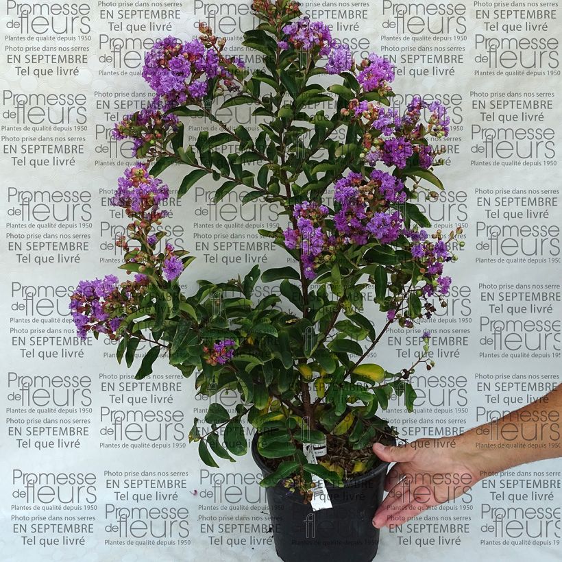 Example of Lagerstroemia indica Lilac Grand Sud - Crape Myrtle 4L/5L pot specimen as delivered