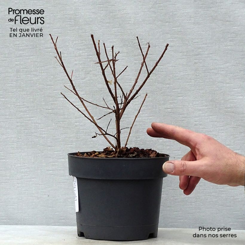 Lagerstroemia indica Mardi Gras - Crape Myrtle 3L/4L pot sample as delivered in winter