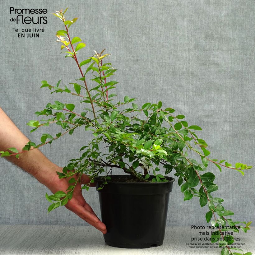 Lagerstroemia indica Mimie Fuchsia - Crape Myrtle 2L/3L pot sample as delivered in summer