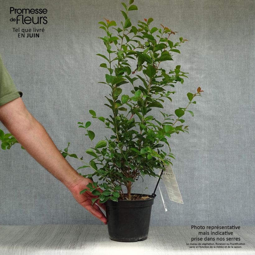 Lagerstroemia indica Neige dEté - Crape Myrtle 3L/4L pot sample as delivered in summer