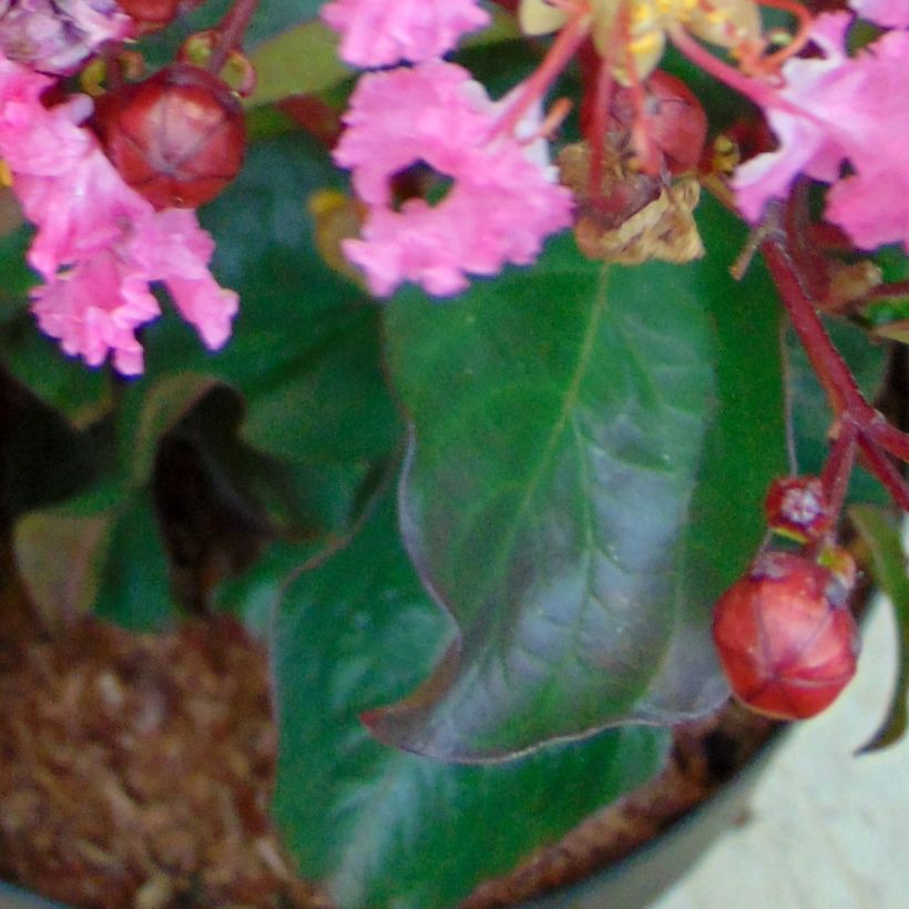 Lagerstroemia indica Rhapsody in Pink - Crape Myrtle (Foliage)