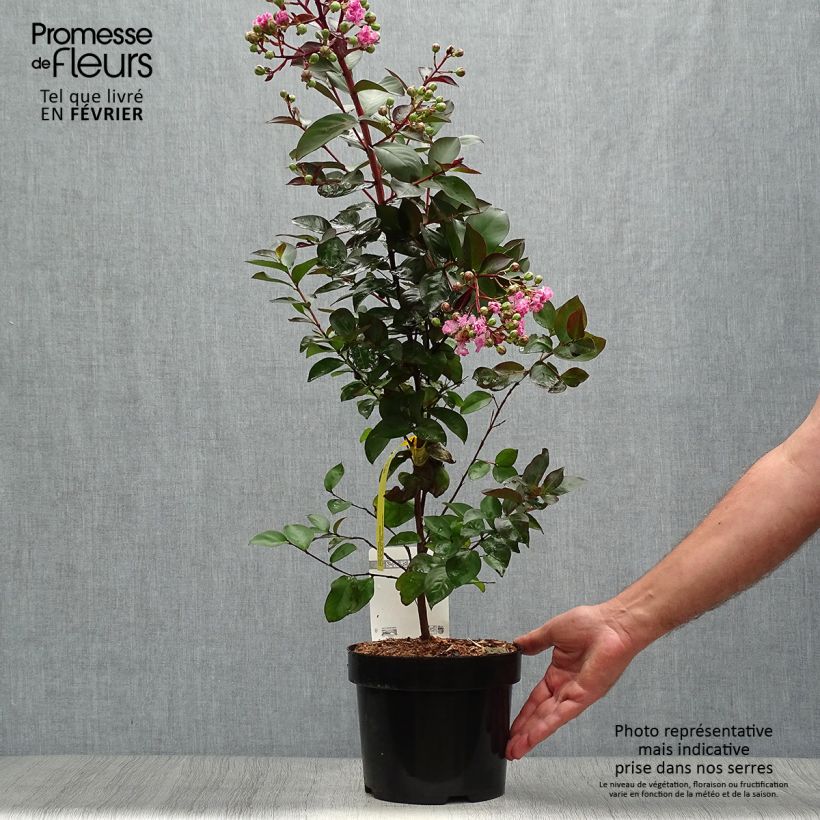 Lagerstroemia indica Rhapsody in Pink - Crape Myrtle 3L/4L pot sample as delivered in autumn