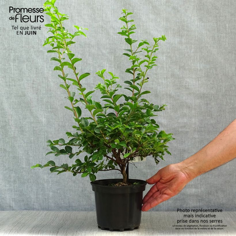 Lagerstroemia indica Bergerac - Crape Myrtle 3L/4L pot sample as delivered in summer