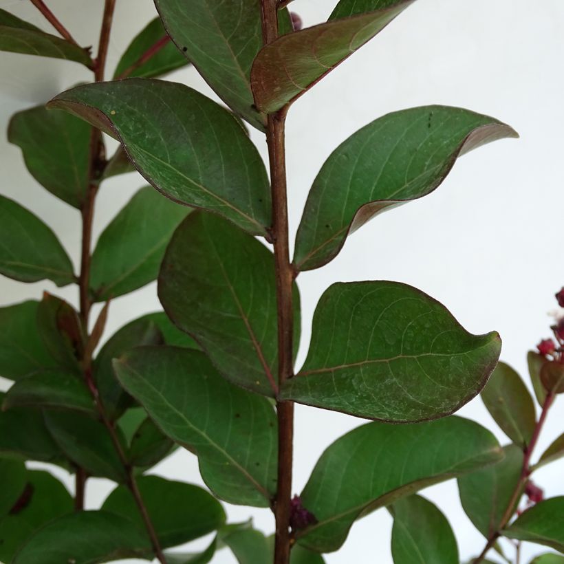 Lagerstroemia indica Berlingot Menthe - Crape Myrtle (Foliage)