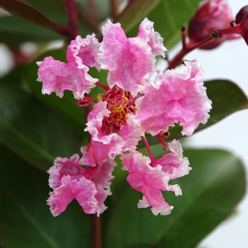 Lagerstroemia indica Berlingot Menthe - Crape Myrtle (Flowering)