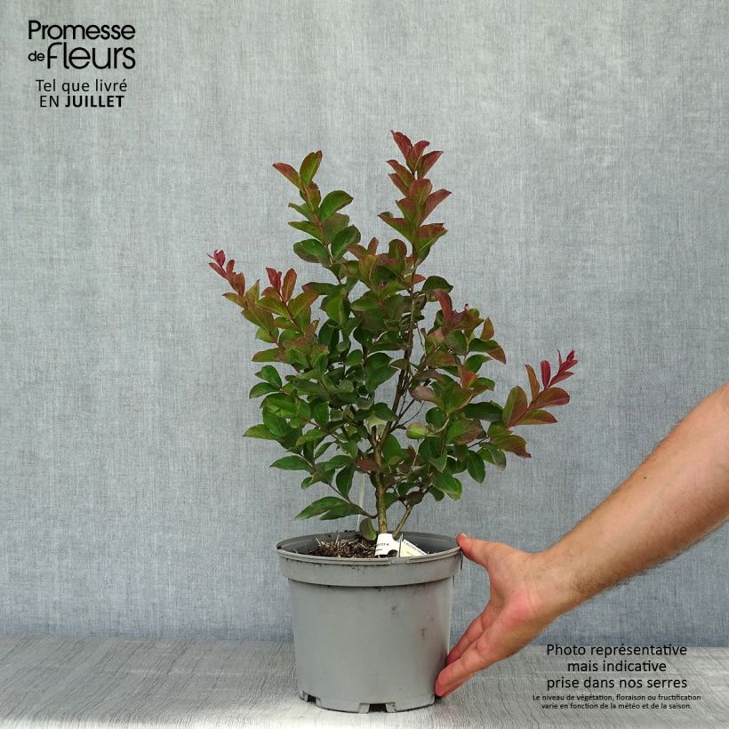 Lagerstroemia indica Berlingot Menthe - Crape Myrtle 3L/4L pot sample as delivered in summer