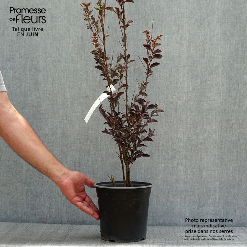 Lagerstroemia indica Black Solitaire Pure White - Crape Myrtle 3L/4L pot sample as delivered in summer