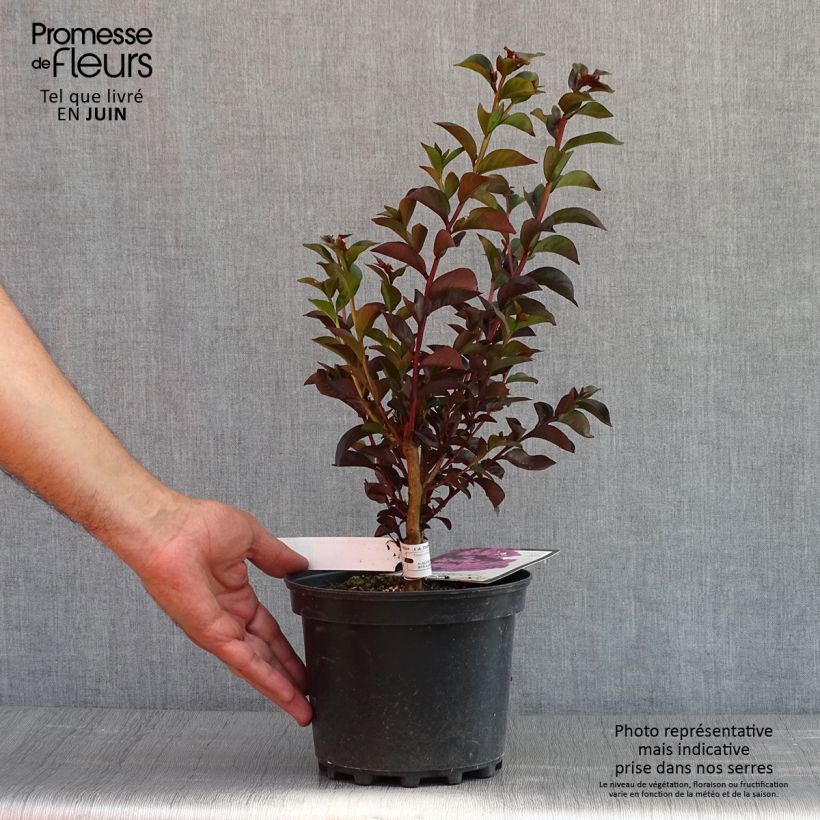 Lagerstroemia indica Black Solitaire Shell Pink - Crape Myrtle sample as delivered in spring