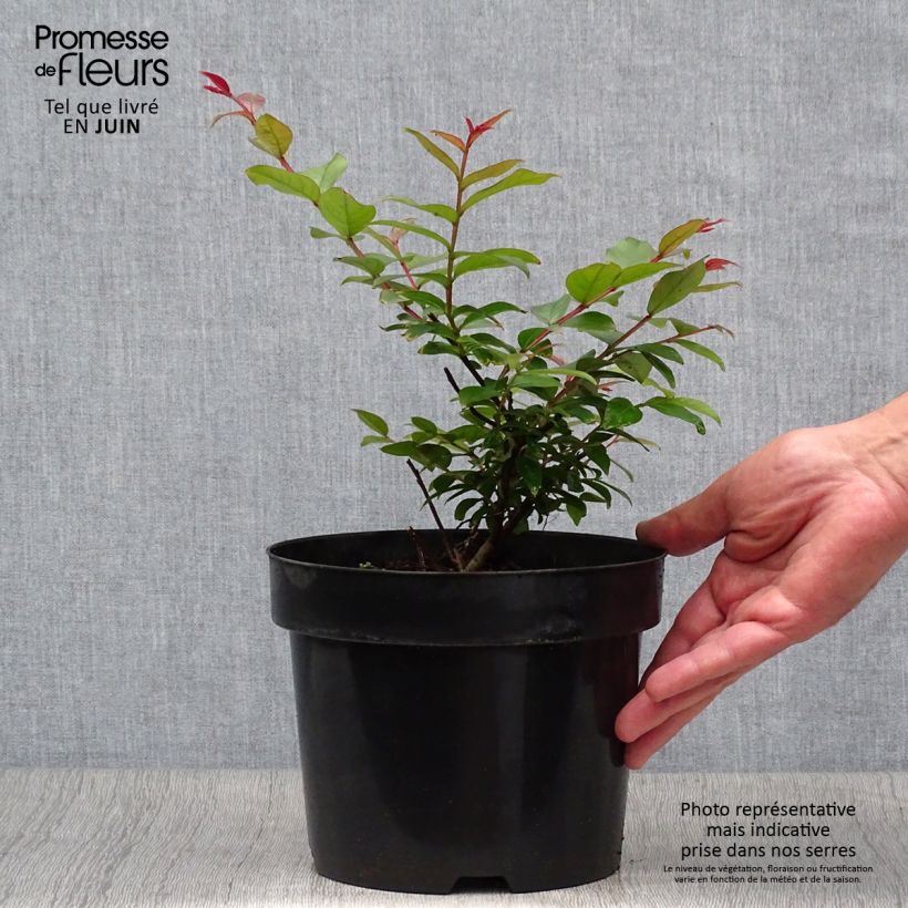 Lagerstroemia indica Coral Magic - Crape Myrtle 2L/3L pot sample as delivered in summer