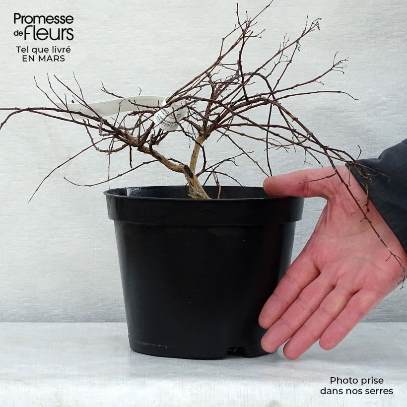 Lagerstroemia indica Cordon Bleu - Crape Myrtle 3L/4L pot sample as delivered in spring