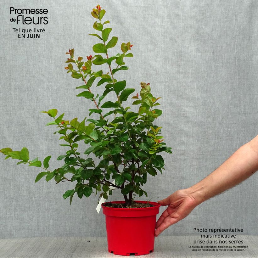 Lagerstroemia indica Dynamite - Crape Myrtle 3L/4L pot sample as delivered in summer