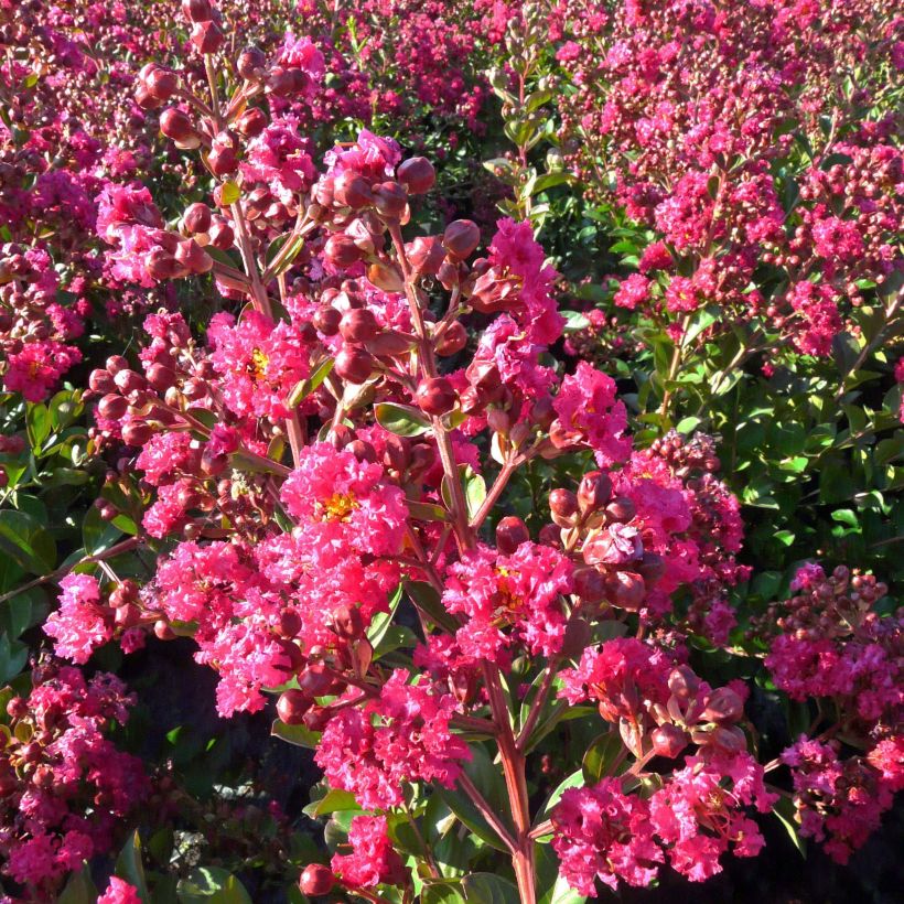 Lagerstroemia indica 'Fuchsia d'Eté' (Indyfus) (Flowering)