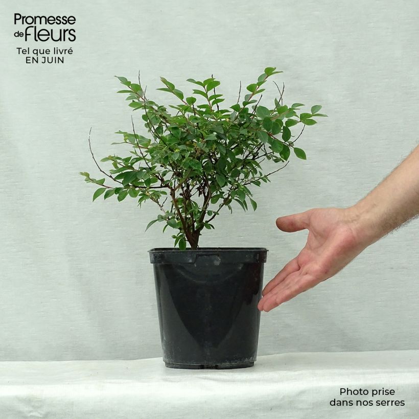 Lagerstroemia indica 'Fuchsia d'Eté' (Indyfus) 4L/5L pot sample as delivered in summer