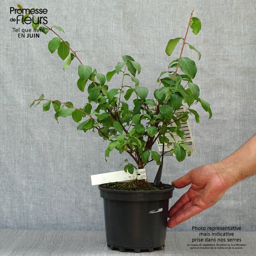 Lagerstroemia indica Grand Cru - Crape Myrtle 3L/4L pot sample as delivered in summer