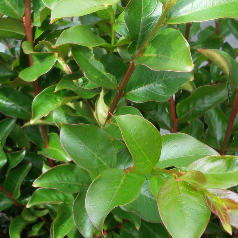 Lagerstroemia indica Houston - Crape Myrtle (Foliage)
