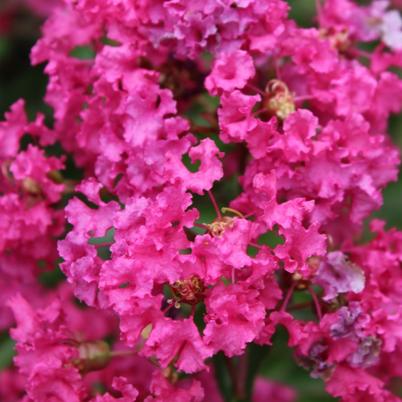 Lagerstroemia indica Houston - Crape Myrtle (Flowering)