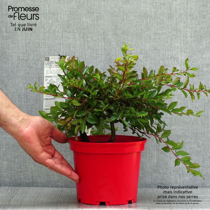 Lagerstroemia indica Houston - Crape Myrtle 3L/4L pot sample as delivered in summer