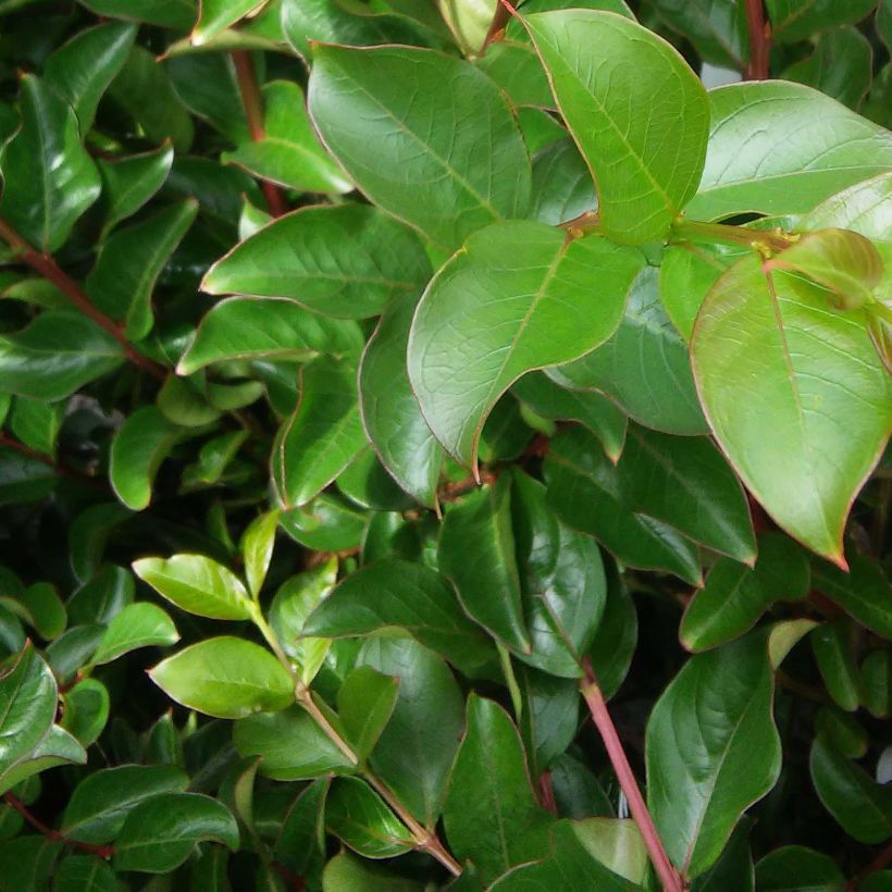 Lagerstroemia indica Jacqueline Desmartis - Crape Myrtle (Foliage)