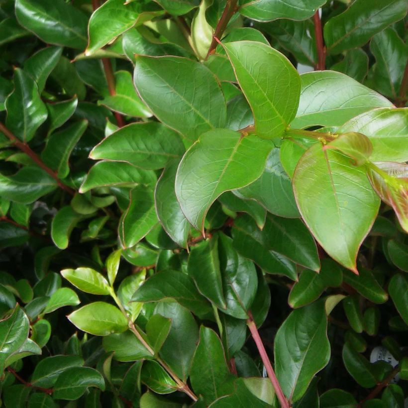 Lagerstroemia indica Jeanne Desmartis - Crape Myrtle (Foliage)
