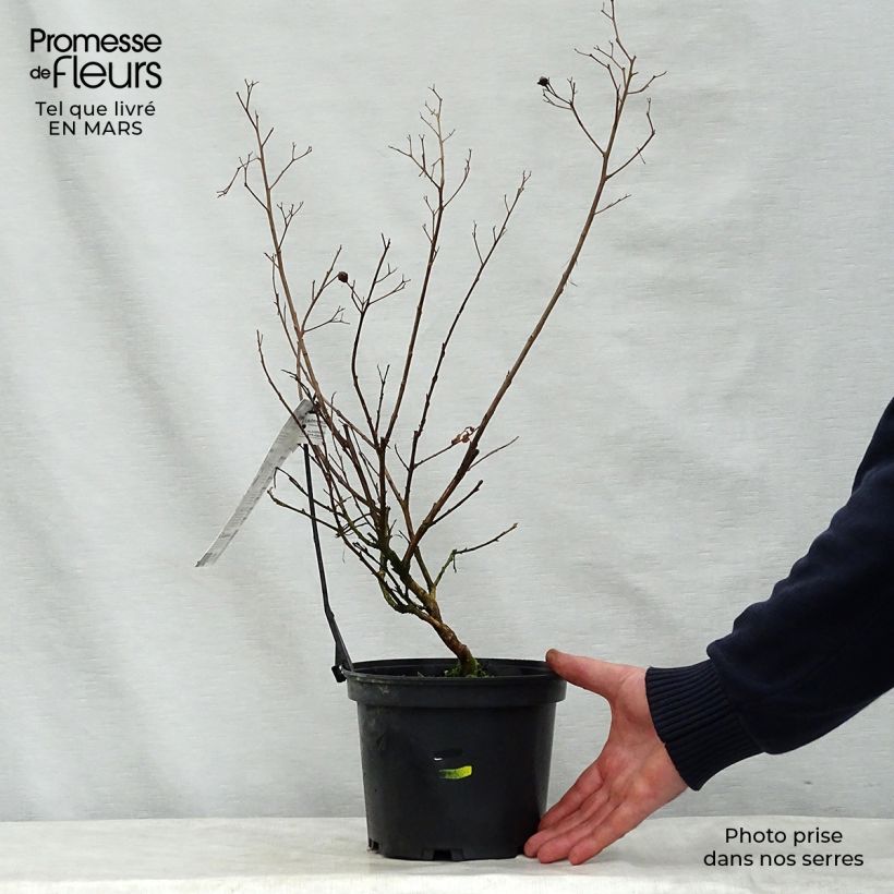 Lagerstroemia indica Kimono - Crape Myrtle sample as delivered in spring