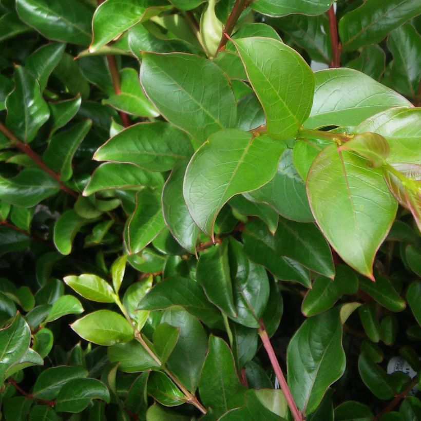 Lagerstroemia indica Monsoon - Crape Myrtle (Foliage)