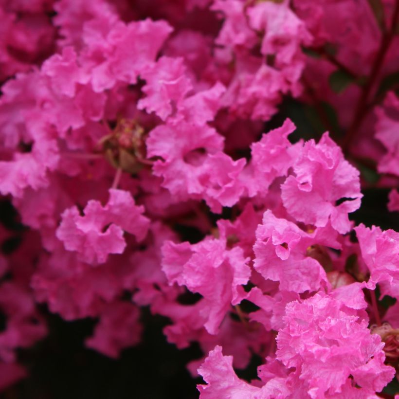 Lagerstroemia indica Monsoon - Crape Myrtle (Flowering)