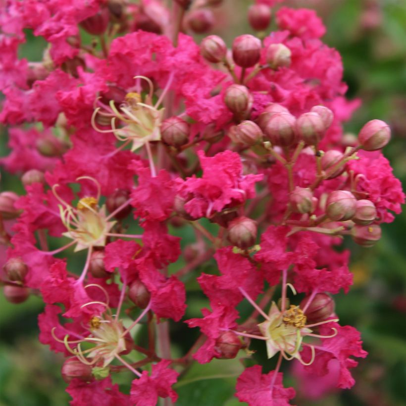 Lagerstroemia indica Margaux - Crape Myrtle (Flowering)