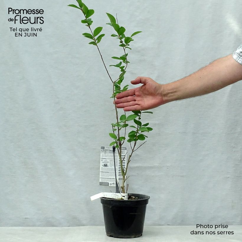 Lagerstroemia indica Margaux - Crape Myrtle 3L/4L pot sample as delivered in summer