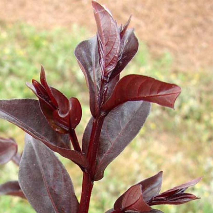 Lagerstroemia indica Midnight Magic - Crape Myrtle (Foliage)