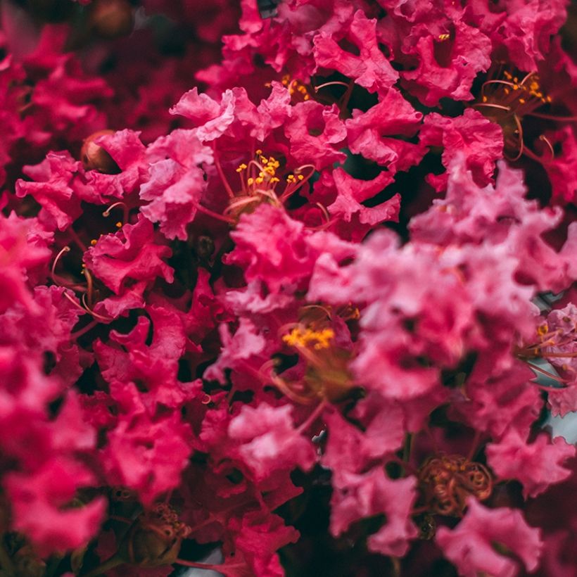 Lagerstroemia indica Midnight Magic - Crape Myrtle (Flowering)