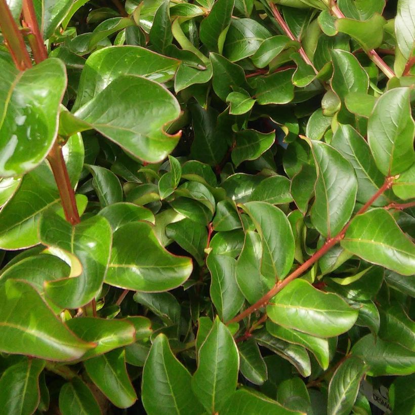 Lagerstroemia indica Mon Panache - Crape Myrtle (Foliage)