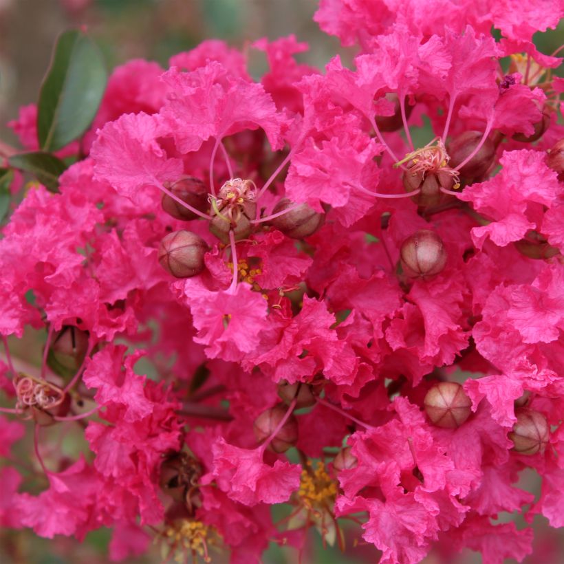 Lagerstroemia indica Mon Panache - Crape Myrtle (Flowering)
