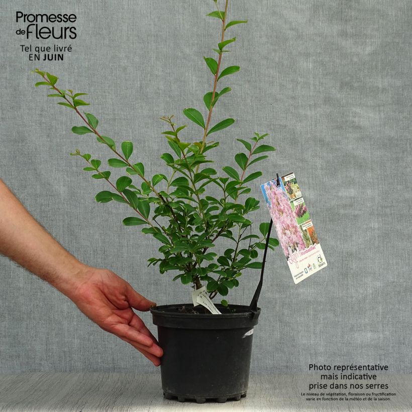 Lagerstroemia indica Monbazillac - Crape Myrtle 3L/4L pot sample as delivered in summer
