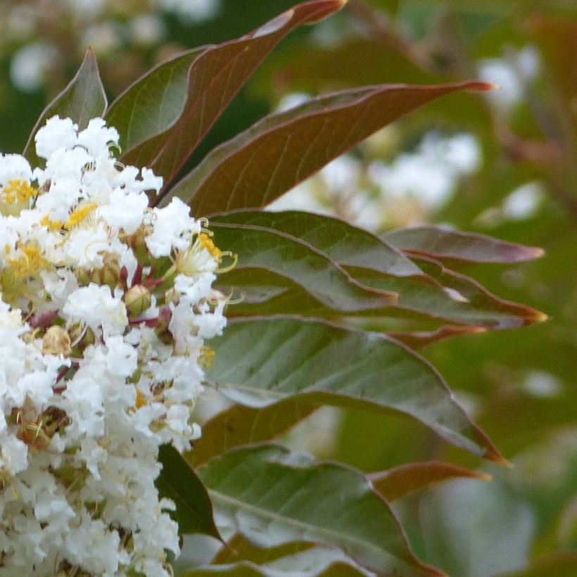 Lagerstroemia indica Nivea - Crape Myrtle (Foliage)