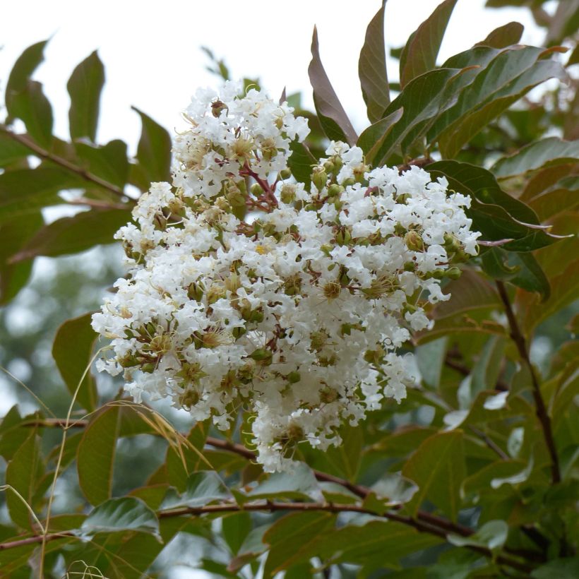 Lagerstroemia indica Nivea - Crape Myrtle (Flowering)
