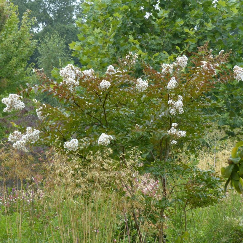 Lagerstroemia indica Nivea - Crape Myrtle (Plant habit)