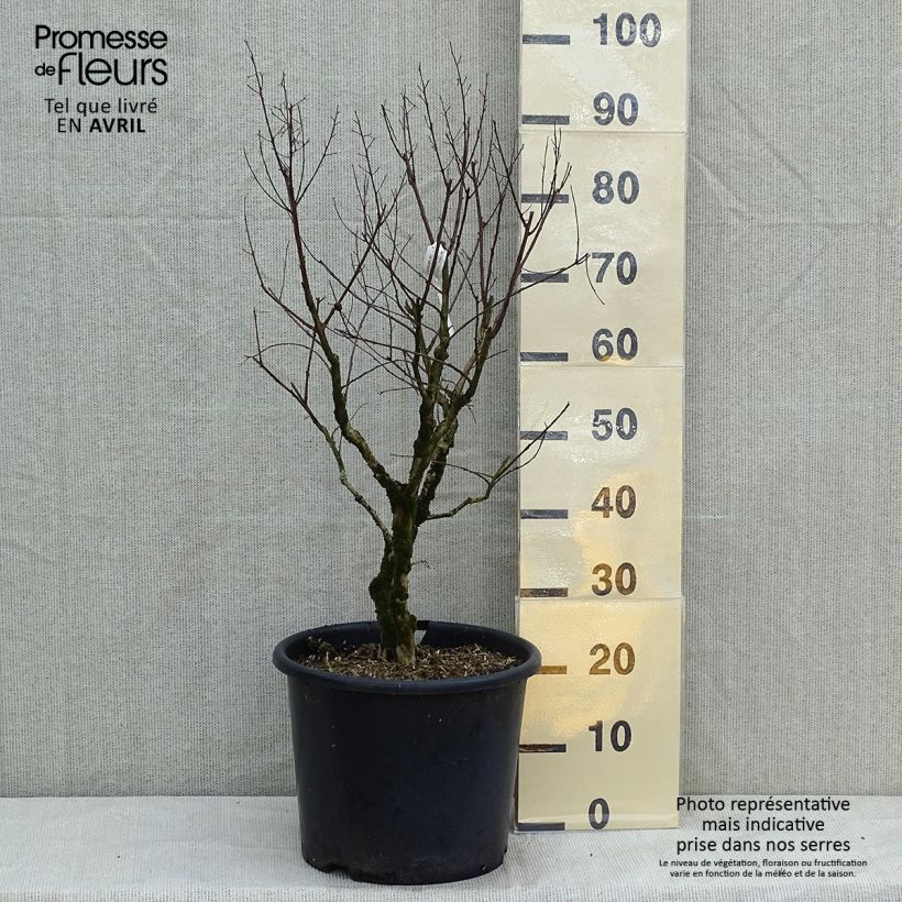Lagerstroemia indica Pecharmant - Crape Myrtle sample as delivered in spring