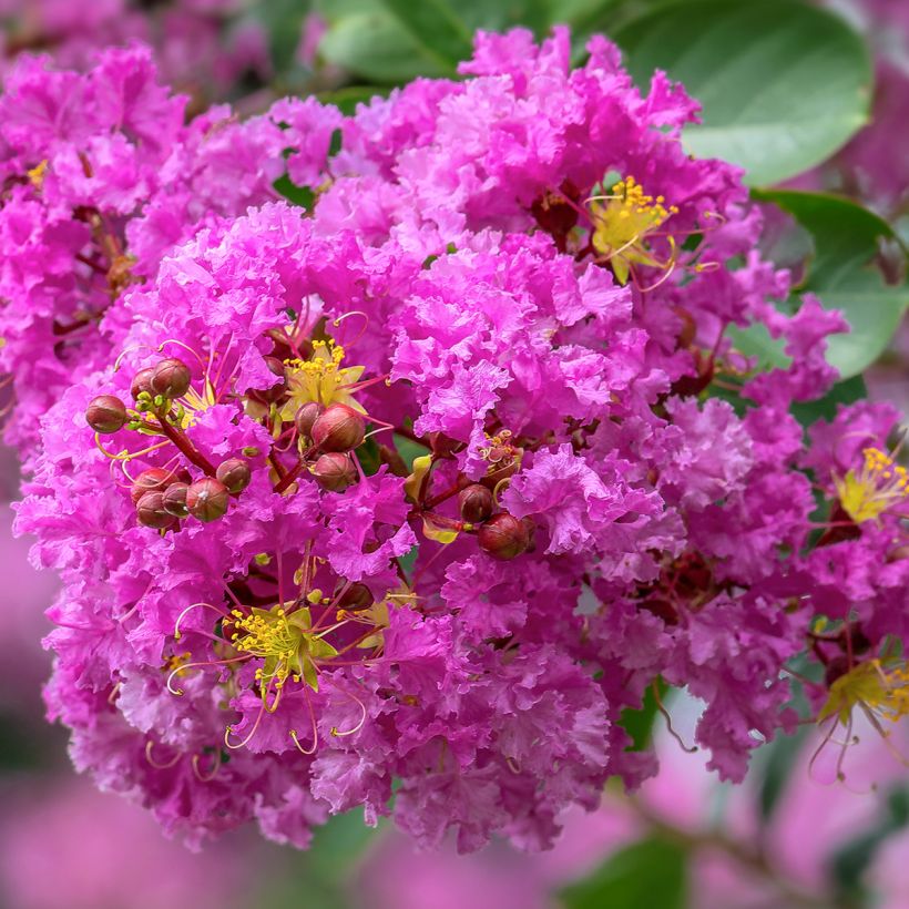 Lagerstroemia indica Pecharmant - Crape Myrtle (Flowering)