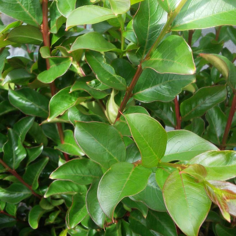Lagerstroemia indica Périgord Pourpre - Crape Myrtle (Foliage)