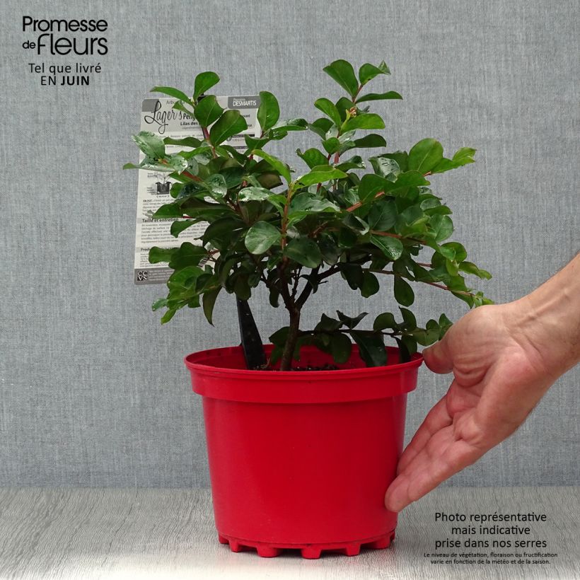 Lagerstroemia indica Périgord Pourpre - Crape Myrtle 3L/4L pot sample as delivered in summer