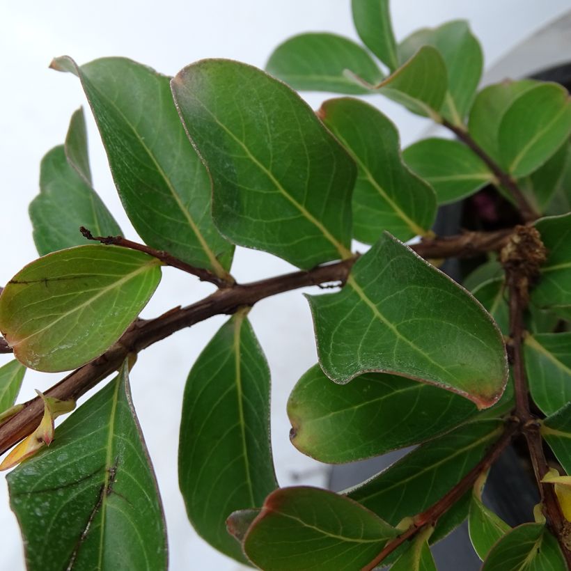 Lagerstroemia indica Pink Grand Sud - Crape Myrtle (Foliage)