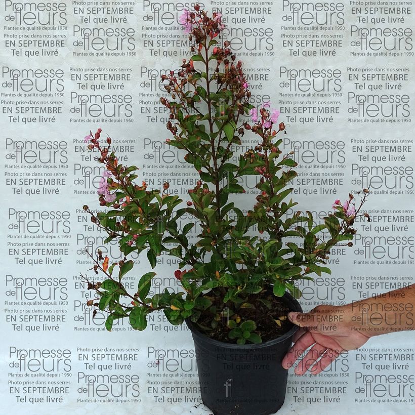 Example of Lagerstroemia indica Pink Grand Sud - Crape Myrtle specimen as delivered