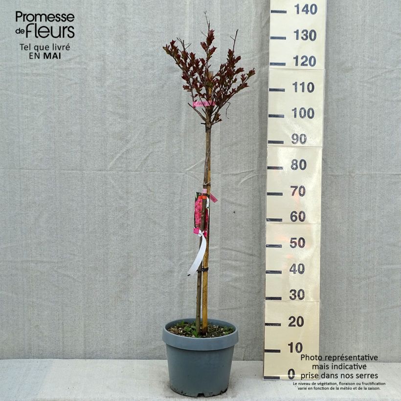 Lagerstroemia indica Pink Velours - Crape Myrtle sample as delivered in spring