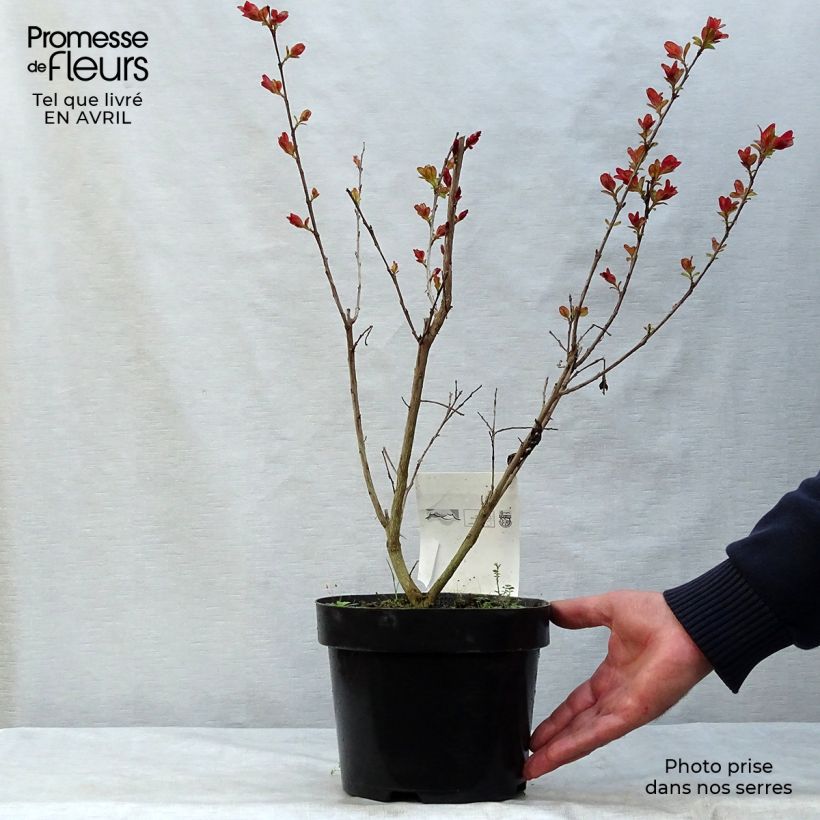 Lagerstroemia indica Pink Velours - Crape Myrtle sample as delivered in spring
