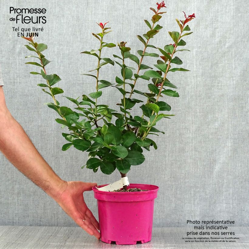 Lagerstroemia indica Pink Velours - Crape Myrtle 3L/4L pot sample as delivered in summer