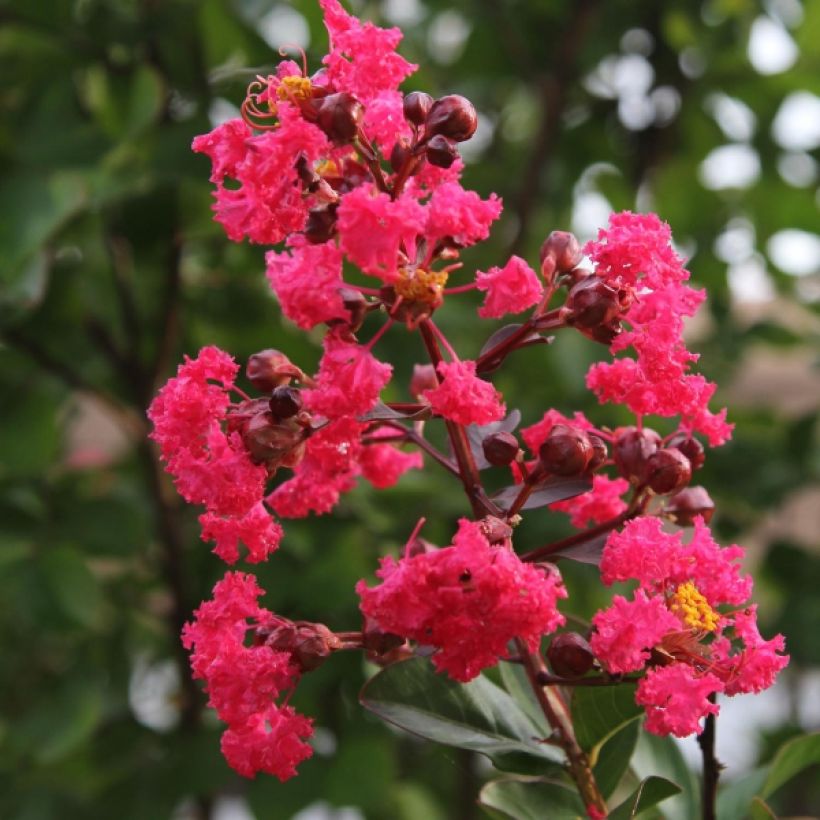 Lagerstroemia indica Pink Velours - Crape Myrtle (Flowering)
