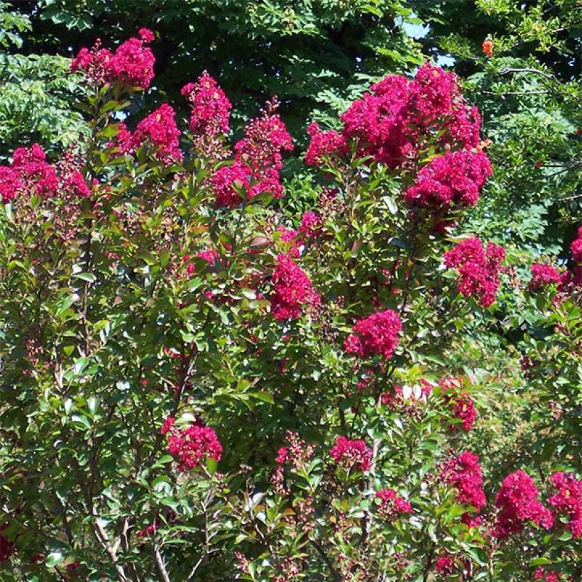 Lagerstroemia indica Red imperator - Crape Myrtle (Plant habit)